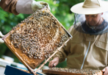 Wiele osób zastanawia się, jak przygotować się na święta. My polecamy przygotować pierniczki. Jaki miód do pierników wybrać zatem? Odpowiadamy!