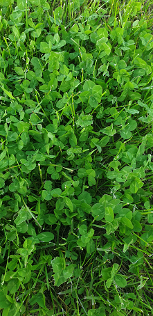 Szczęście koniczynki