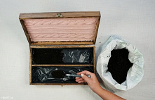 Jak posadzić rozchodniki w starej skrzyni