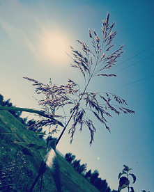 #trawa#trawa#slonce#