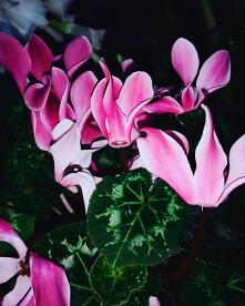 #fiołek#kwiatek#fiolet#