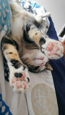 Dobrej nocki życzy Nala.