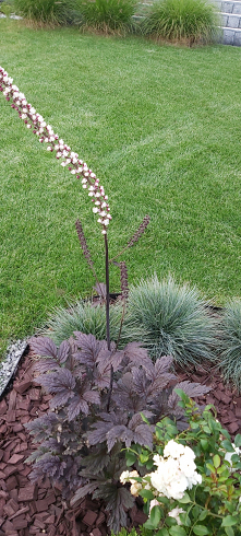 #ogród #świecznica