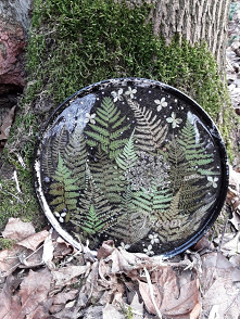 Taca w klimacie leśnym