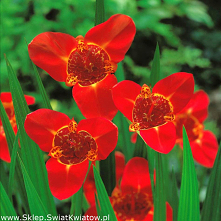 tygrysoeka czerwona RED