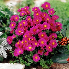 aster krzaczasty ASTER DUMO...