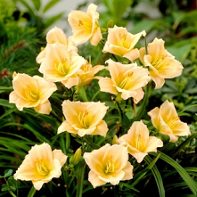 liliowiec  hybryda HEMEROCA...