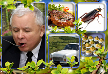 MANIFEST PROGRAMOWY PIS

Nie damy sobie schabu kraść, ni zabrać samochodu.
Niechaj prowadzi prezes nas, w obronie praw Narodu.
Nie będzie karalucha żarł dumny potomek Lecha,
nie...