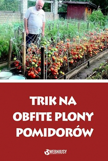 Dziadek zdradził wnuczkowi trik na obfite plony pomidorów – Tyle to jeszcze nigdy nie zebrał. To prosty sposób na zwiększenie ilości pomidorów i poprawę ich smaku!
Webniusy to z...