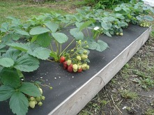 Zadziwiający ogród Igora La...