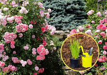 Piękny ogród i urodzajny warzywnik to marzenie każdego ogrodnika. Warto podkreślić, że taki efekt to nie tylko wynik odpowiedniej pielęgnacji, ale również wiedzy. Rośliny, podob...