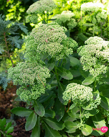 19 roślin, które będą rosły w zacienionych miejscach! - Twoje DIY
Jakie rosliny do cienia będą najlepsze? 19 roślin, który będą rosły w zacienionych miejscach! Ogród w cieniu, t...