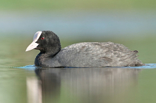 Wejdź na naszą stronę i sprawdź, co musisz wiedzieć o polowaniu na łyski! Czy jest legalne w Polsce? A jeśli tak to jak się do niego zabrać? Wszystkie odpowiedzi na te pytania z...