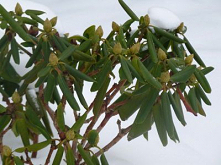 Choroby rododendronów - opi...