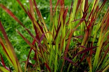 Nietuzinkowe ogrodowe rośliny, dzięki którym przestrzeń zewnętrza będzie prezentować się nadzwyczajnie - szukaj ich w specjalistycznych sklepach online takich jak Perfektklik.