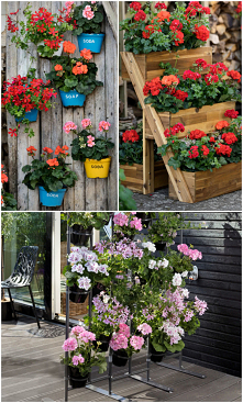 Pomysły na pelargonie na małym balkonie | Zielony Ogródek
Urządzenie małego balkonu musi być bardzo przemyślane. Tu liczy się każdy centymetr. Pelargonie idealnie nadają się do ...