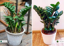 Dlaczego zamiokulkas nie wypuszcza nowych liści? Powód jest banalny, zobacz, co trzeba zrobić - Deccoria.pl
Zamiokulkas to roślina doniczkowa o efektowych ciemnozielonych liścia...