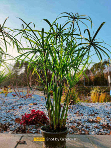 Czy wiesz, że roślina jaką jest Cyperus Involucratus wymaga regularnego podlewania? Doskonale rośnie w przestrzeni wilgotnej na przykłąd blisko oczka wodnego czy strumyka lub rz...