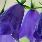 Okładka Fotografia kwiaty przyroda