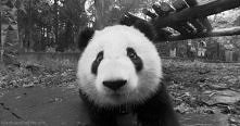 panda ;-3