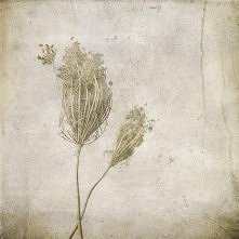 *Herbal II (proj. my-little-world)