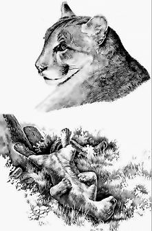 puma