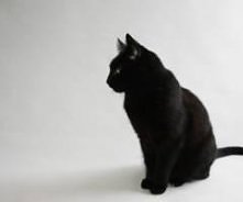 czarny kot jak nikt nie zauważył :]