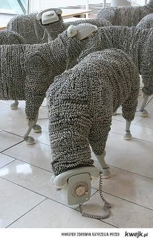 Owieczki