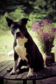 Happy czeka na obiad. Na stole :)