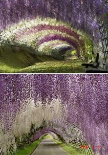 Kwiatowa odskocznia:)