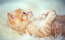 ` Podrap po brzuszku . ;D