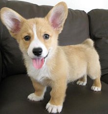 mały corgi :)