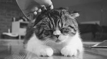 kitty..
