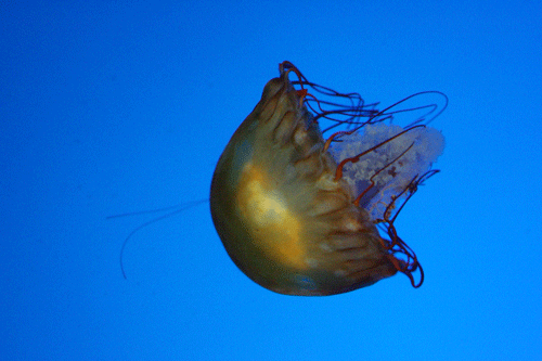jellyfish