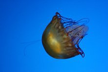 jellyfish