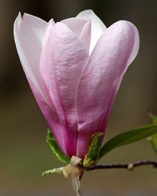 magnolia