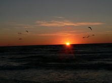 Mewy i zachód nad morzem