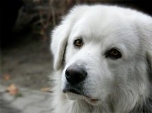 płynne złoto w oczach :)