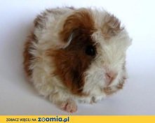 Piękny 100% wystawowy samiec merino