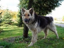 Tiger z Bydgoszczy do adopcji