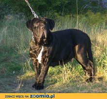 Mastif neapolitański