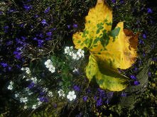 żółty jesienny liść ...