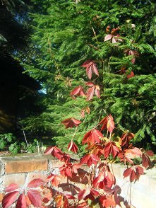 malowane przez jesień