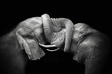 Elephant Love / Hannes Lochner