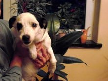 Miluś z Krakowa do adopcji