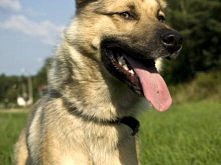 Nemo z Łodzi do adopcji