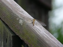 Ważka uchwycona na Mazurach. Jak dla mnie niezwykle piękna.