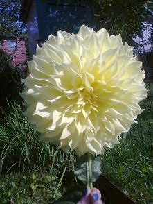 Oto moja najpiękniejsza dalia