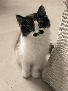 hahahaha, kotek z wąsami &l...