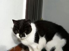 Migotka z Gdyni do adopcji